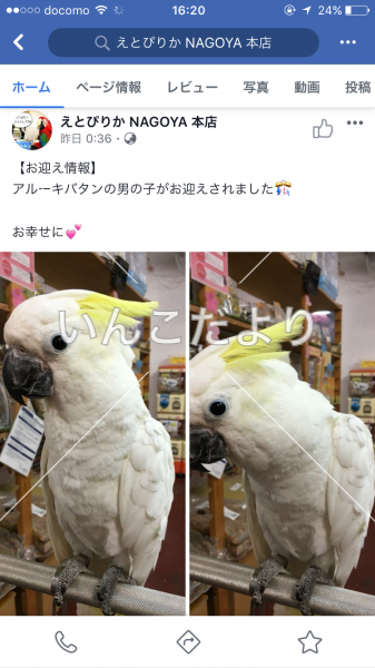 迷い鳥の写真