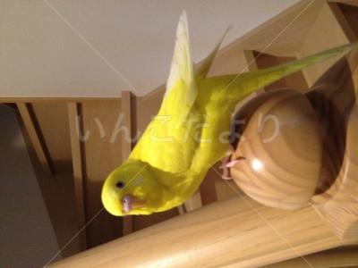 迷い鳥の写真