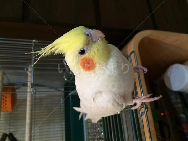 迷い鳥の写真
