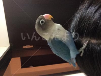迷い鳥の写真