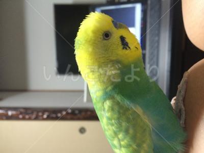 迷い鳥の写真