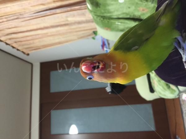 迷い鳥の写真