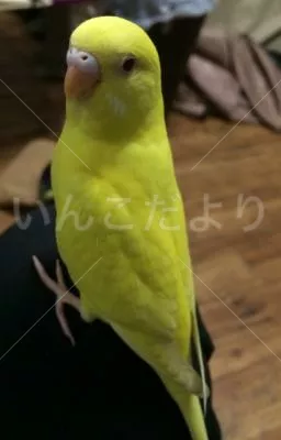 保護鳥の写真