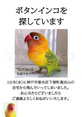 迷い鳥の写真