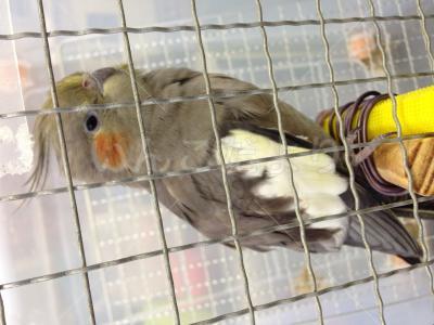 保護鳥の写真