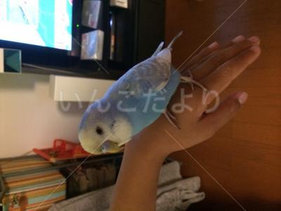 保護鳥の写真