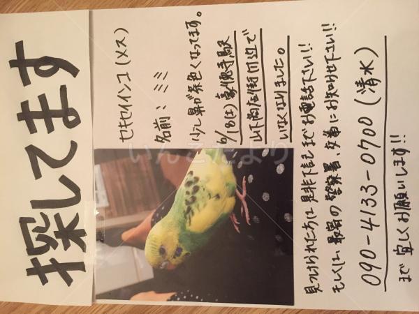 迷い鳥の写真