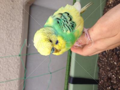保護鳥の写真