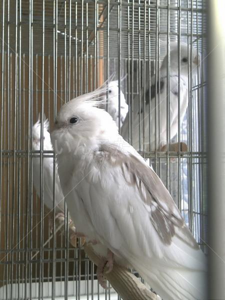 迷い鳥の写真