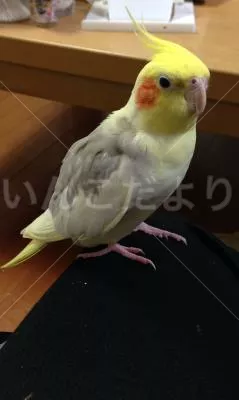 保護鳥の写真