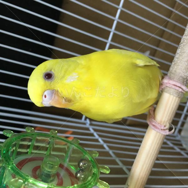 保護鳥の写真