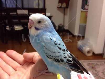 迷い鳥の写真