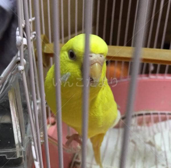迷い鳥の写真