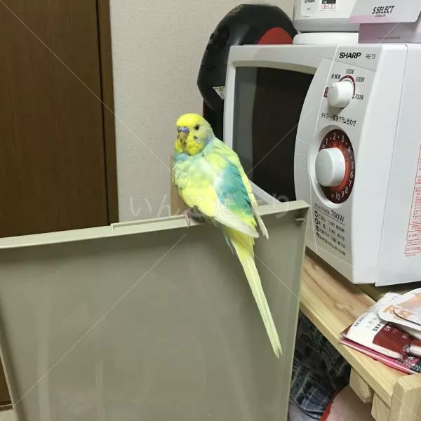 保護鳥の写真