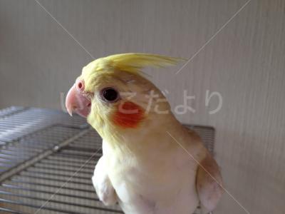 迷い鳥の写真