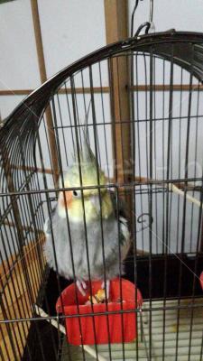 保護鳥の写真