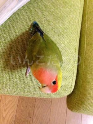 迷い鳥の写真