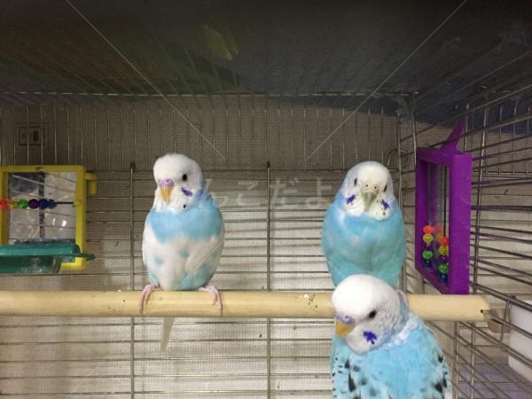迷い鳥の写真