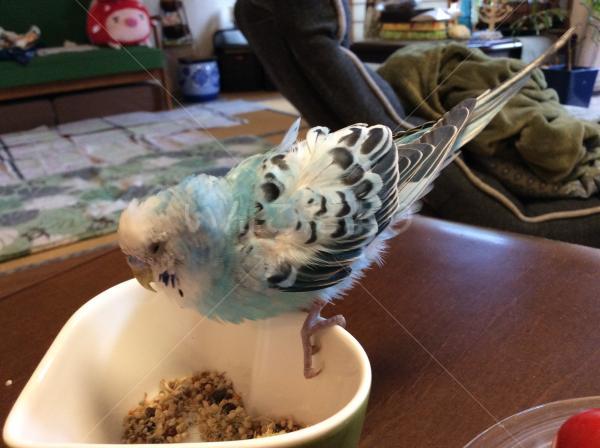 保護鳥の写真