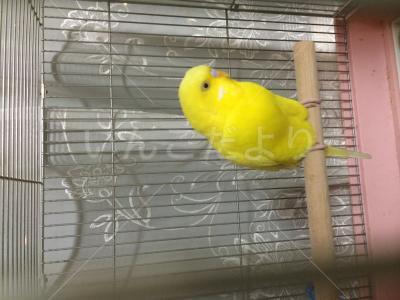 保護鳥の写真
