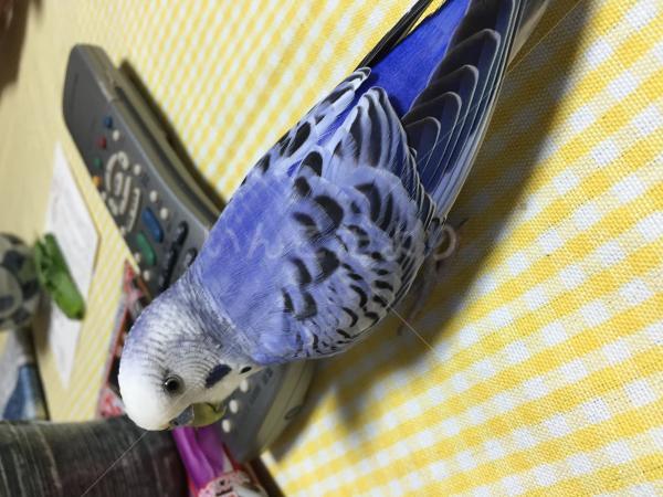 迷い鳥の写真
