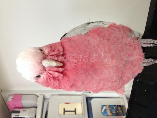 迷い鳥の写真