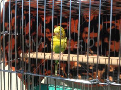 保護鳥の写真