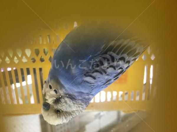 保護鳥の写真