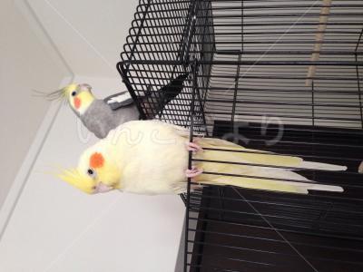 迷い鳥の写真