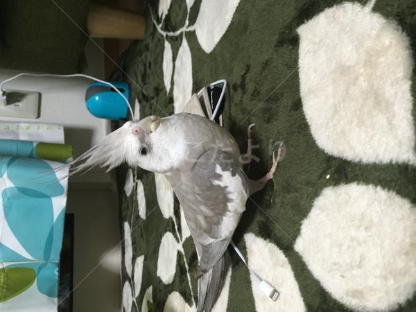 保護鳥の写真