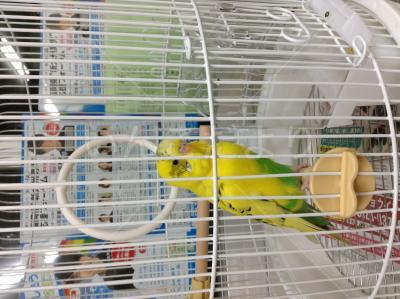 保護鳥の写真