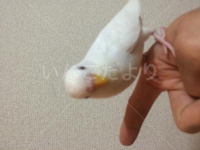 迷い鳥の写真
