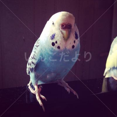 迷い鳥の写真
