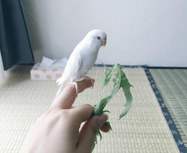 迷い鳥の写真