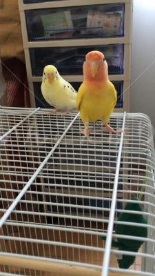 迷い鳥の写真