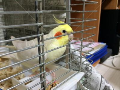 迷い鳥の写真