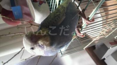 迷い鳥の写真