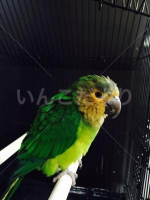 保護鳥の写真