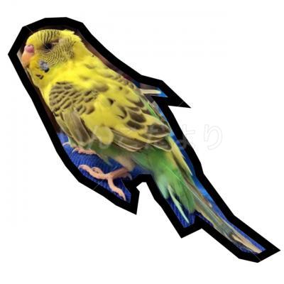 保護鳥の写真