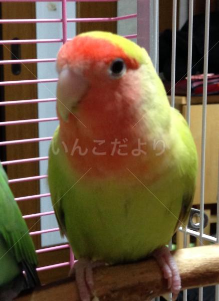 迷い鳥の写真