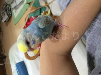迷い鳥の写真