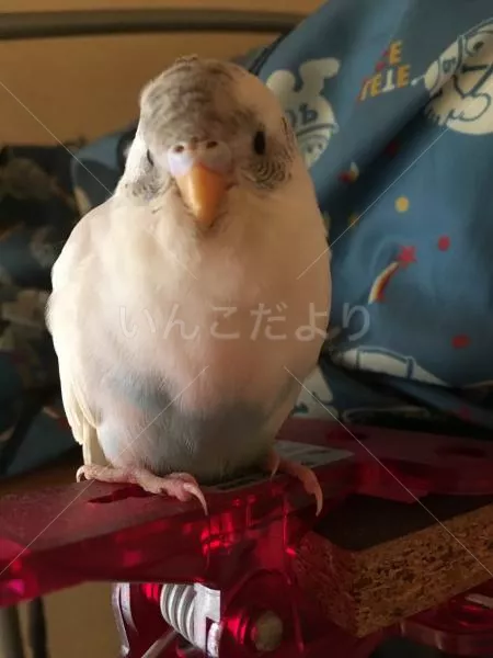 保護鳥の写真