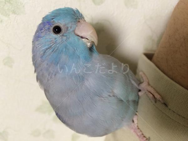迷い鳥の写真