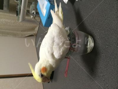 迷い鳥の写真