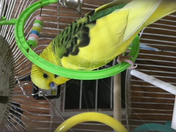迷い鳥の写真