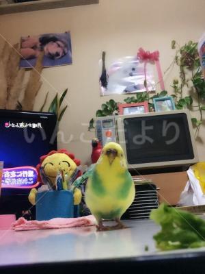 迷い鳥の写真