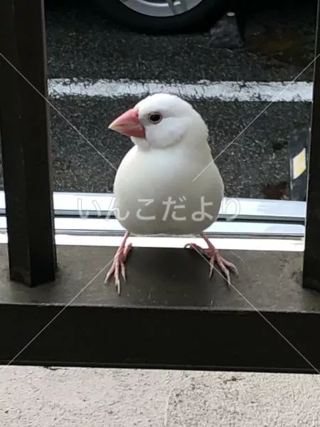 保護鳥の写真