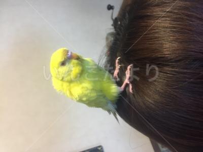 迷い鳥の写真
