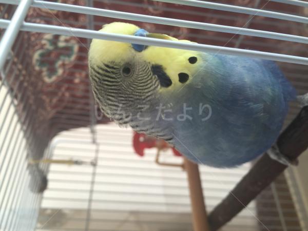 迷い鳥の写真