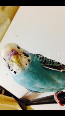 迷い鳥の写真
